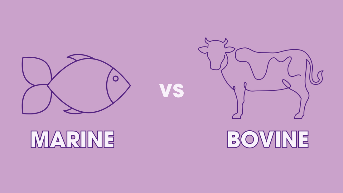 Bovine vs Marine Collagen