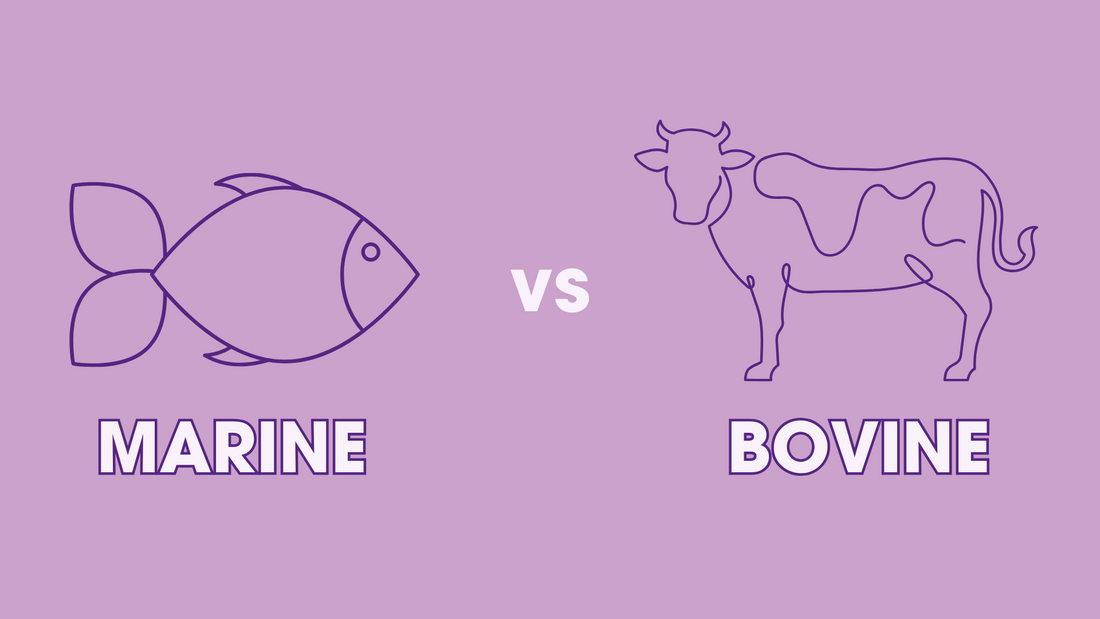 What's the Difference Between Bovine & Marine Collagen?